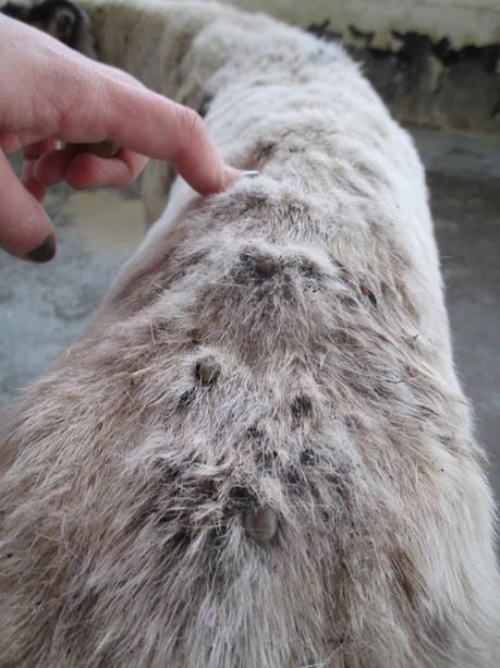 PONCHO, GALGO EN ADOPCIÓN. (CÁCERES)