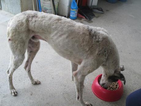 PONCHO, GALGO EN ADOPCIÓN. (CÁCERES)