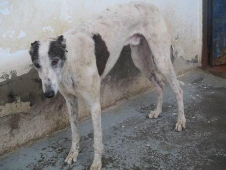 PONCHO, GALGO EN ADOPCIÓN. (CÁCERES)