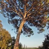 Crónica de una “escapadita” y otras cosas sobre cangrejos y libros