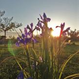 Crónica de una “escapadita” y otras cosas sobre cangrejos y libros