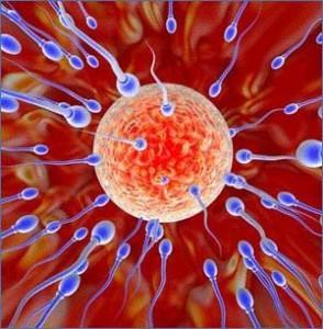 Desde la semillita de papá: Juno e Izumo1 Desde la semillita de papá: Juno e Izumo1