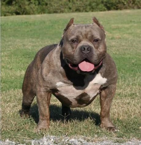 pitbull - wakuplanet