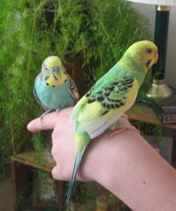 periquito posado en una mano