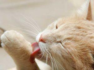 bolas de pelo en gatos como prevenirlo