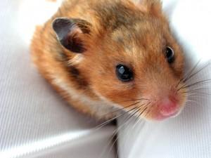 que ejercicios debe hacer tu hamster