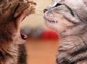 ¿Qué dice gato?