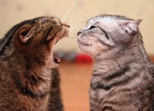 ¿Qué dice tu gato?