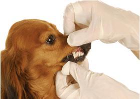 Dentadura perro ¡Dientes como una patena!