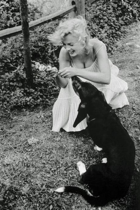 Marilyn Monroe y su perro Hugo basset Hunt Wakuplanet