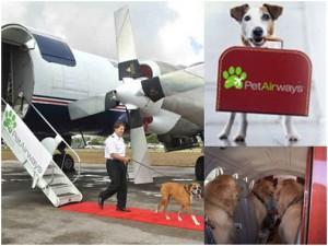 ¡NO sin mi mascota!