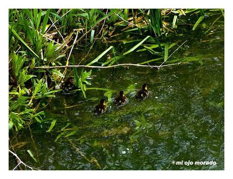 Días de pájaros Días de pájaros