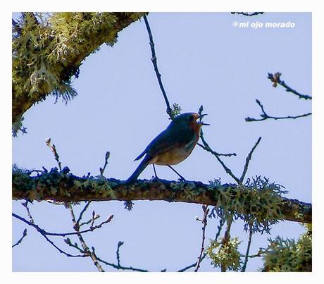 Días de pájaros Días de pájaros