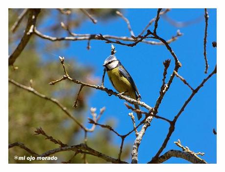 Días de pájaros Días de pájaros