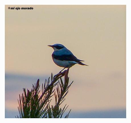 Días de pájaros Días de pájaros