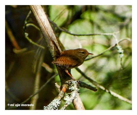 Días de pájaros Días de pájaros