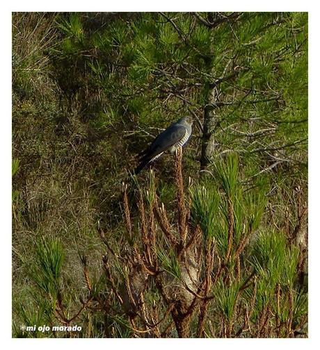 Días de pájaros Días de pájaros