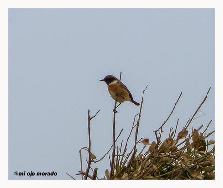 Días de pájaros Días de pájaros