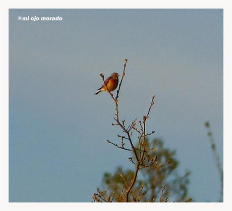 Días de pájaros Días de pájaros