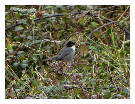 Días de pájaros Días de pájaros