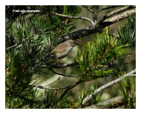 Días de pájaros Días de pájaros