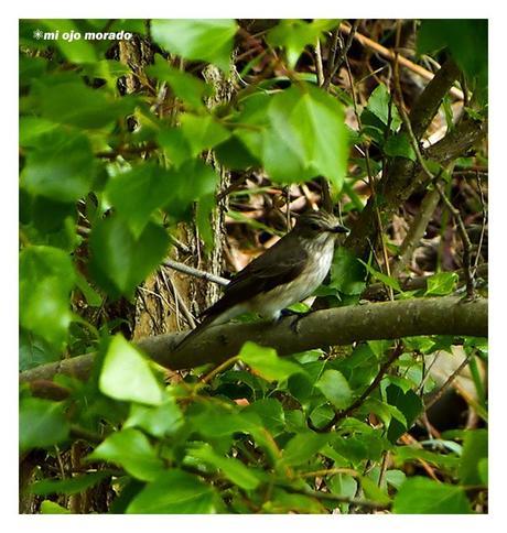 Días de pájaros Días de pájaros