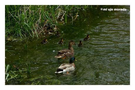Días de pájaros Días de pájaros