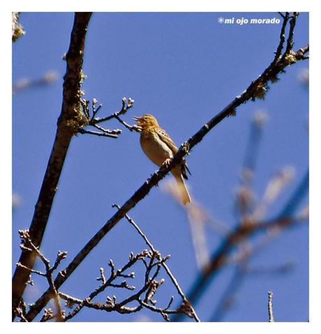 Días de pájaros Días de pájaros