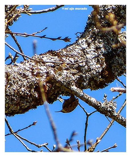 Días de pájaros Días de pájaros
