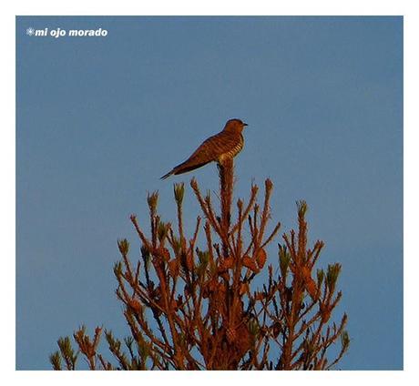 Días de pájaros Días de pájaros
