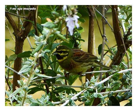 Días de pájaros Días de pájaros