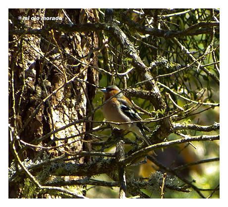 Días de pájaros Días de pájaros