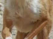 Cómo tratar perros hiperactivos