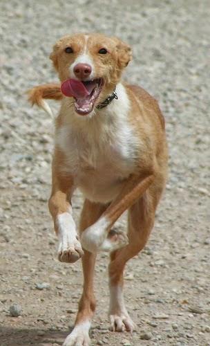 Cómo tratar perros hiperactivos