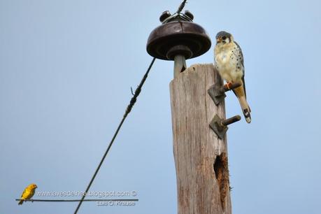 Halconcito colorado (American Kestrel) Falco sparverius