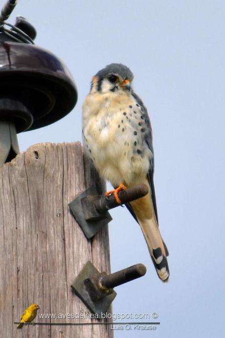 Halconcito colorado (American Kestrel) Falco sparverius