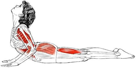 BHUJANGASANA. ASANA DE LA COBRA