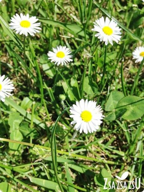 isadorapv1407logo isadorapv1407logo