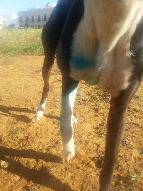 AYUDA URGENTE PARA GALGO HERIDO, EL GALGUERO NO LE QUIERE. MUY URGENTE!! (HUELVA)