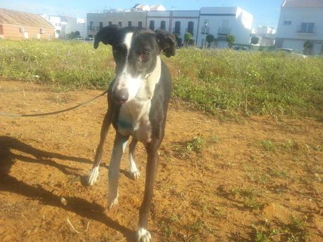 AYUDA URGENTE PARA GALGO HERIDO, EL GALGUERO NO LE QUIERE. MUY URGENTE!! (HUELVA)