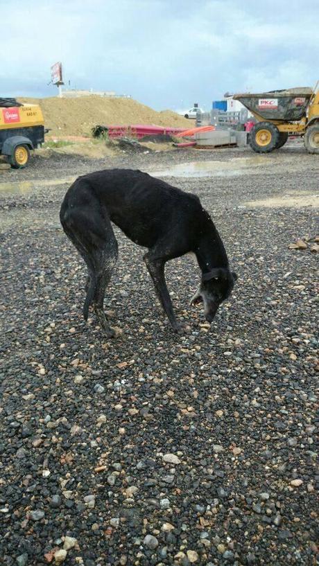 AYUDA PARA GALGO EN PÉSIMO ESTADO, ESTÁ EN LA CALLE. ACOGIDA O ADOPCIÓN.(SEVILLA)
