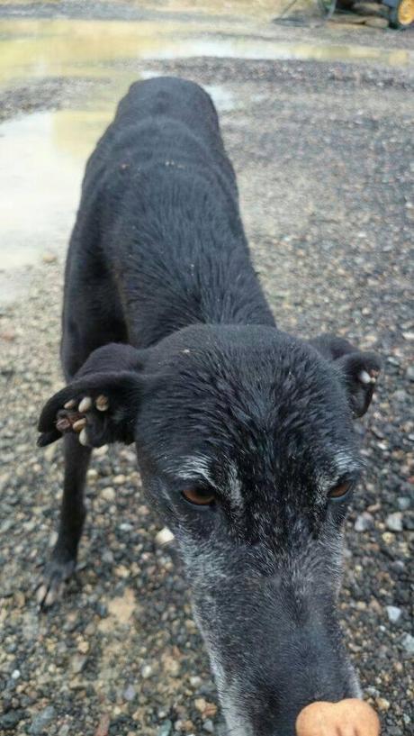 AYUDA PARA GALGO EN PÉSIMO ESTADO, ESTÁ EN LA CALLE. ACOGIDA O ADOPCIÓN.(SEVILLA)