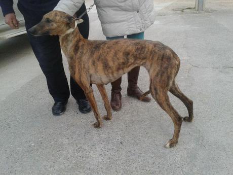 URGENTE!! ALABAMA, NECESITA ACOGIDA O ADOPCIÓN. (CÓRDOBA)