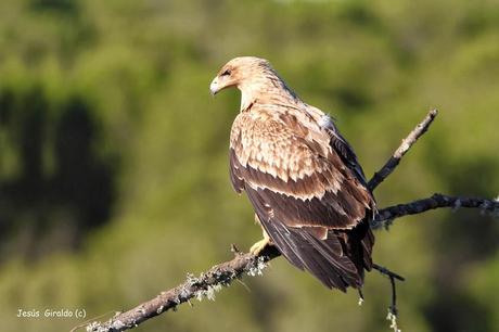 ÁGUILA IMPERIAL IBÉRICA (AQUILA ADALBERTI).