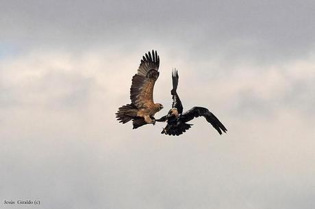 ÁGUILA IMPERIAL IBÉRICA (AQUILA ADALBERTI).