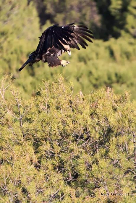 ÁGUILA IMPERIAL IBÉRICA (AQUILA ADALBERTI).