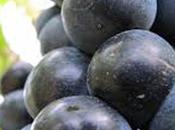 Azúcar mosto perjudica norte