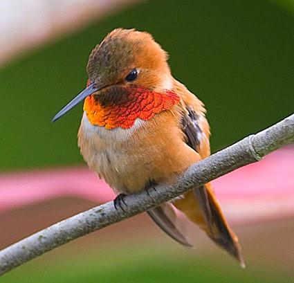 En la tierra de humanos y colibríes.