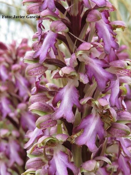 Importante hallazgo de una nueva orquidea para la provincia de Huesca (Barlia robertiana)