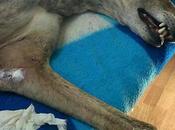 Chike, busca nueva vida.